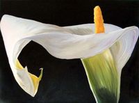 Weiße Calla Blüte